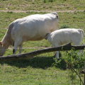 Plemeno Charolais má svoje korene vo Francúzsku v oblasti Charolles