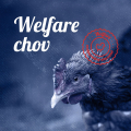 Welfare chov hydinové farmy