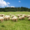Farma Veles - ovečky