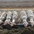 Schauer - Kŕmne zábrany pre kozy a ovce